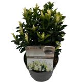 TRDOLESKA JAPONSKA L17