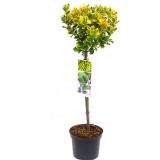 TRDOLESKA MARIEKE NA DEBLU 50 CM L3 L