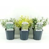 TRDOLESKA MIX L17 CM