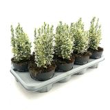 TRDOLESKA WHITE SPIRE L17 CM