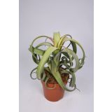 TILANCIJA CURLY SLIM L12