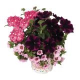 MIX POMLADNIH RASTLIN L12 CM