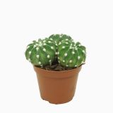 KAKTUS TROBENTOVEC L8.5