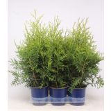 TUJA AMERIŠKI KLEK BRABANT L15