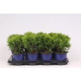 TUJA AMERIŠKI KLEK DANICA L13