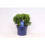 TUJA AMERIŠKI KLEK DANICA L23