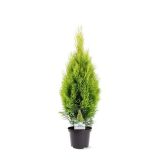 TUJA AMERIŠKI KLEK L23