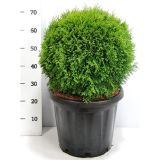 TUJA AMERIŠKI KLEK SMARAGD L38