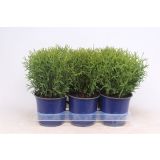 TUJA AMERIŠKI KLEK TINY TIM L15