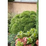 TUJA AMERIŠKI KLEK TINY TIM L23