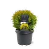 TUJA OCCIDENTALIS MIRJAM L3 L