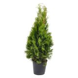 TUJA SMARAGDNI KLEK L19