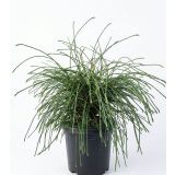 TUJA THUJA PL. WHIPCORD C6 L