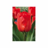 TULIPAN HOLLAND BULB MARKET DARWIN DARWIORANGE 11/12 10KOS