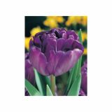 POMLADI CVETOČA ČEBULICA HOLLAND BULB MARKET TULIPAN DVOJNI BLUE DIAMOND 11/12 10KOS