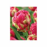 TULIPAN HOLLAND BULB MARKET DVOJNI RENOWN UNIQUE 11/12 8KOS