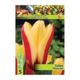 POMLADI CVETOČA ČEBULICA HOLLAND BULB MARKET TULIPAN FOSTERIANA HITPARADE 11/12 5 KOS