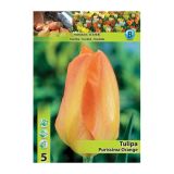 POMLADI CVETOČA ČEBULICA HOLLAND BULB MARKET TULIPAN FOSTERIANA PURISSIMA ORANGE 11/12