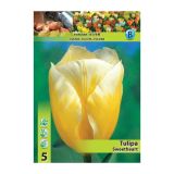 POMLADI CVETOČA ČEBULICA HOLLAND BULB MARKET TULIPAN FOSTERIANA SWEETHEART 11/12 5 KOS