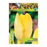 TULIPAN HOLLAND BULB MARKET FOSTERIANA YELLOW PURISSIMA 11/12