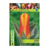POMLADI CVETOČA ČEBULICA HOLLAND BULB MARKET TULIPAN GREIGII BON BINI 11/12 5 KOS