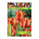 POMLADI CVETOČA ČEBULICA HOLLAND BULB MARKET TULIPAN GREIGII COMPOSTELLA 11/12 5 KOS