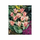 TULIPAN HOLLAND BULB MARKET GREIGII CZAAR PETER 11/12 10KOS