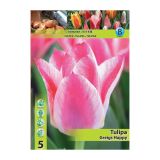 POMLADI CVETOČA ČEBULICA HOLLAND BULB MARKET TULIPAN GREIGII GREIGS HAPPY 11/12 5 KOS