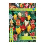TULIPAN HOLLAND BULB MARKET GREIGII MIXED 11/12 5 KOS