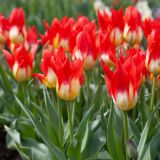 TULIPAN LEFEBER FLAMES MYSERY (10 KOS)