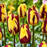 TULIPAN LEFEBER HELMAR (10 KOS)