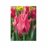 TULIPAN HOLLAND BULB MARKET LILIJSKI LILYLADY 11/12 10KOS