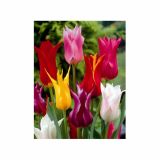 TULIPAN HOLLAND BULB MARKET LILIJSKI MIXED 11/12 10KOS