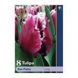 TULIPAN HOLLAND BULB MARKET NAZOBČAN SAN PABLO 11/12 8 KOS