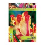 TULIPAN HOLLAND BULB MARKET PARROT FLAMING PARROT 11/12