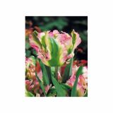 TULIPAN HOLLAND BULB MARKET PARROT GREEN WAVE 11/12 8KOS