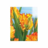 TULIPAN HOLLAND BULB MARKET PARROT LA COURTIN E PARROT