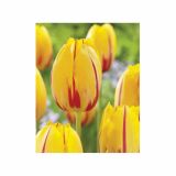 POMLADI CVETOČA ČEBULICA HOLLAND BULB MARKET TULIPAN POZEN LA COURTINE 11/12 10KOS