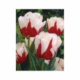 POMLADI CVETOČA ČEBULICA HOLLAND BULB MARKET TULIPAN POZEN WORLD EXPR. 11/12 10KOS