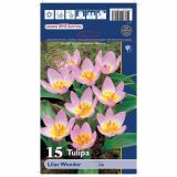 POMLADI CVETOČA ČEBULICA HOLLAND BULB MARKET TULIPAN SPECIES LILAC WONDER 5/6 15KOS