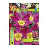 TULIPAN HOLLAND BULB MARKET SPECIES ODALISQUE 6/+ 5 KOS