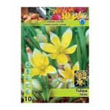 POMLADI CVETOČA ČEBULICA HOLLAND BULB MARKET TULIPAN SPECIES TARDA 7/8 10 KOS