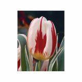 TULIPAN HOLLAND BULB MARKET THRIUMPH HAPPY GENER. 11/12 10KOS