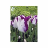 TULIPAN HOLLAND BULB MARKET THRIUMPH HOTPANTS 11/12 10KOS