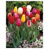 POMLADI CVETOČA ČEBULICA HOLLAND BULB MARKET TULIPAN TRIUMPH 50/1
