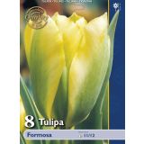 POMLADI CVETOČA ČEBULICA HOLLAND BULB MARKET TULIPAN VIRIDIFLORA FORMOSA 11/12 8KOS