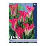 POMLADI CVETOČA ČEBULICA HOLLAND BULB MARKET TULIPAN VIRIDIFLORA VIRICHIC 11/12 8 KOS
