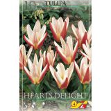 TULIPANI HEARTS DELIGHT
