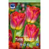 TULIPANI MIAMI SUNSET