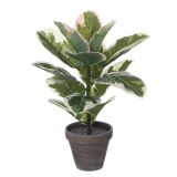 GUMOVEC ZELEN V LONCU STAN SIVEM D13,5CM - H47CM